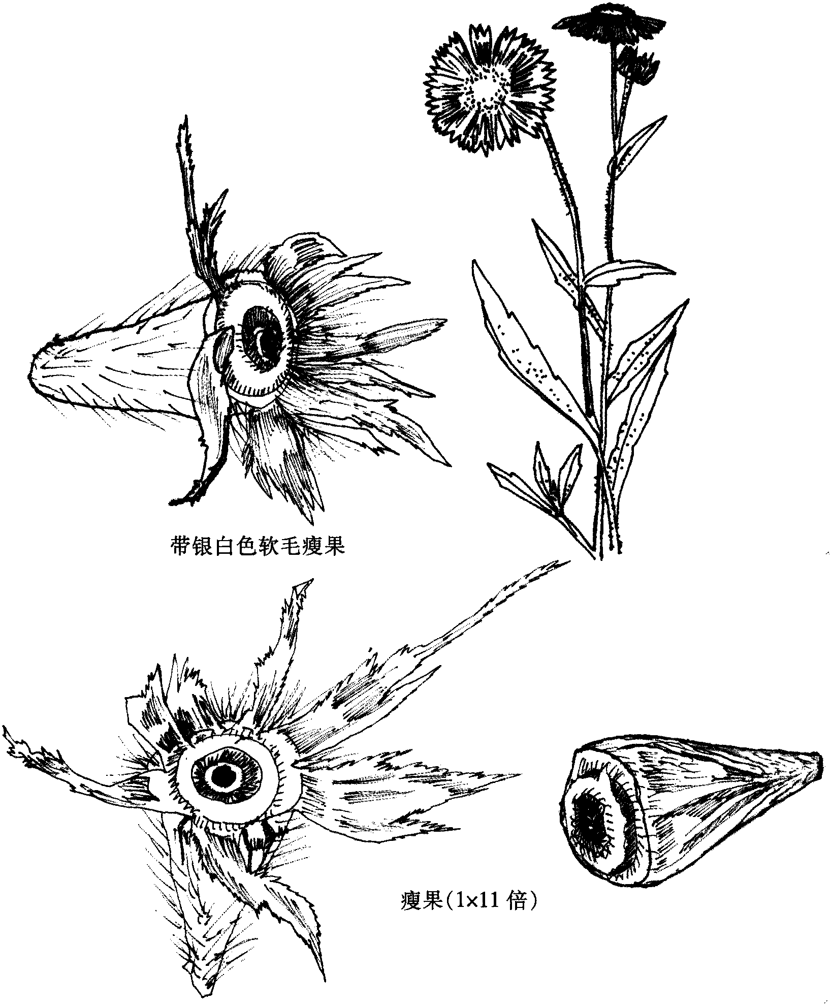 天人菊